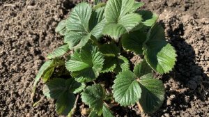 Клубника будет крупной и сладкой, если сделать это до цветения!