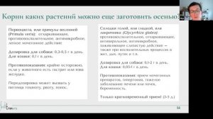 Как поддержать здоровье домашних питомцев осенью