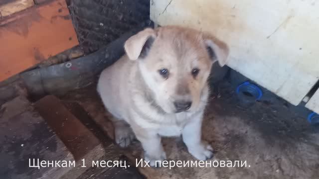 Щенята собаки лайки.