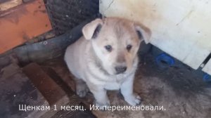 Щенята собаки лайки.