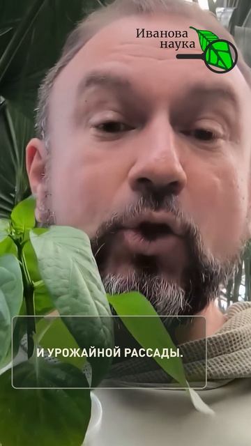 Всего пару ложек — и рассаду НЕ УЗНАТЬ! Самый мощный стимулятор роста.