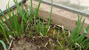 Что у меня растёт в теплице на 14.04