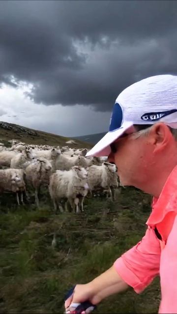 Серебряные овцы под бурным небом #природа #овцы #пейзаж