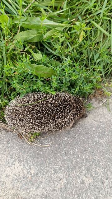 Ёжик на прогулке