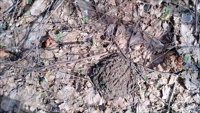 ✔Поход👣 за строчками🍄 в весенний 💧лес🌿✔