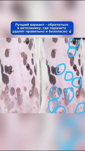 Сезон клещей в самом разграре