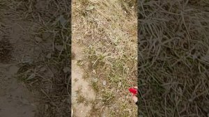 история как я шла домой ( в трёх тястях) Сирия:1вая