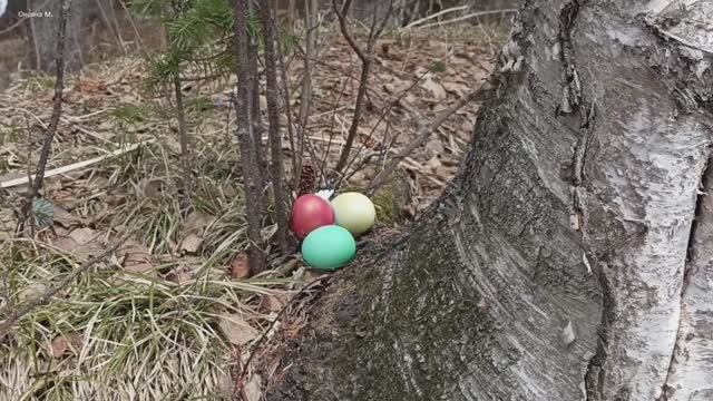 Яйца в лесу и много много белок 🐿️ 14 апреля.mp4