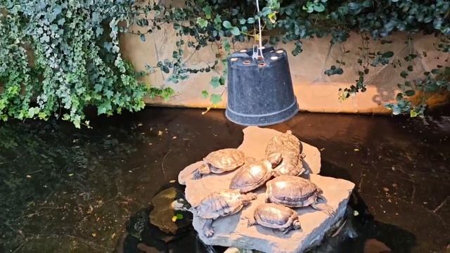 Ботанический сад в Кемерово✨черепашки