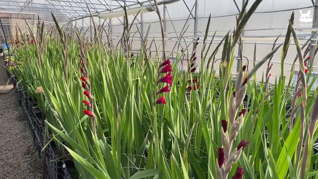 В теплицах муниципального предприятия «Горзеленхоз» зацвели гладиолусы-гиганты