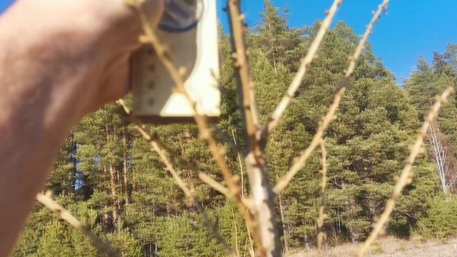 Лиственницы в Родовом поместье