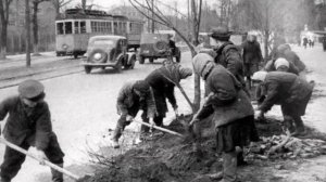Почему в СССР повсюду сажали тополя?