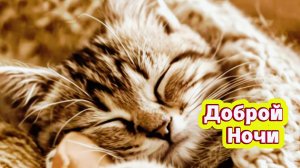 Спокойной ночи: доброй ночи, пушистых снов и сказочный сон | Домохозяйка Ната
