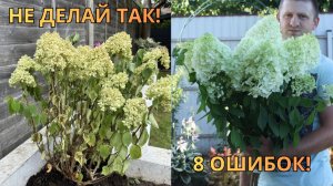 8 ОШИБОК посадки МЕТЕЛЬЧАТОЙ ГОРТЕНЗИИ | Почему не растет и не цветет?