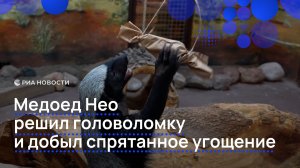 Медоед Нео решил головоломку и добыл спрятанное угощение