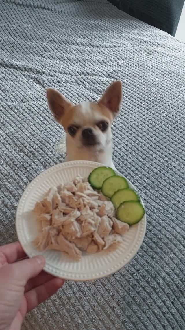 #ЧихуахуаРеди❤️ЗАВТРАК В ПОСТЕЛЬ