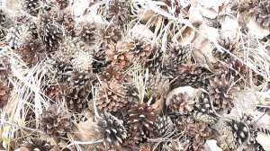 Коп монет.Не густо,но и не пусто.