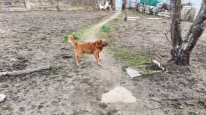 Соболюшкины забавы!🐶🦮🐕