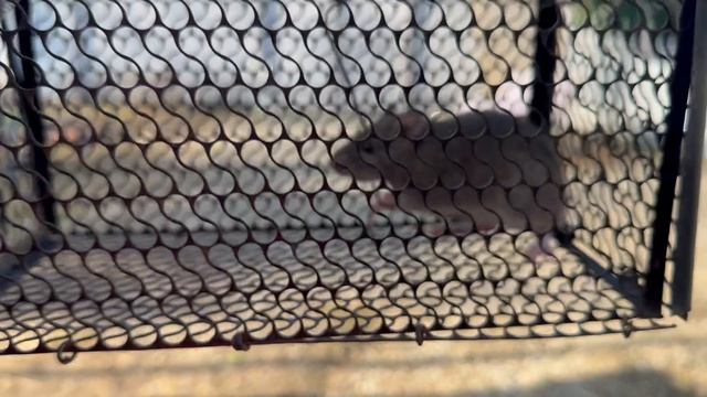 Крыса в клетке