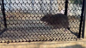 Крыса в клетке