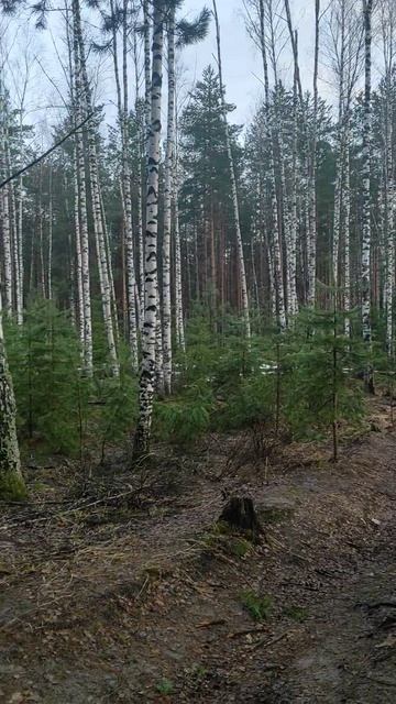 Весенний день в лесу