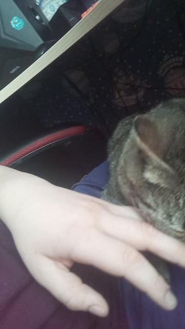 как проверить голодный ли ваш кот