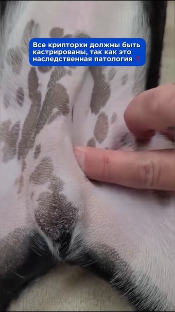 Крипторхизм