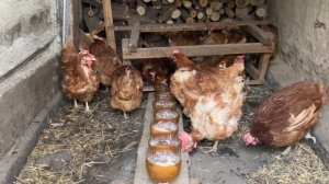 Годовалые куры  Ломан Браун с птицефабрики 2