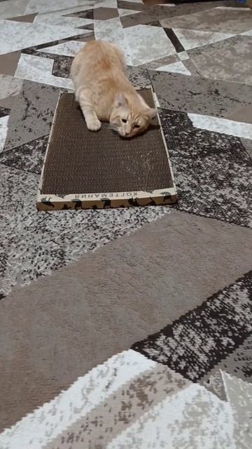 Качественная когтеточка и коту по вкусу пришлась!❤️