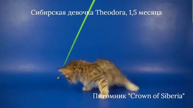 Сибирская девочка Theodora Crown Of Siberia, 1,5 месяца