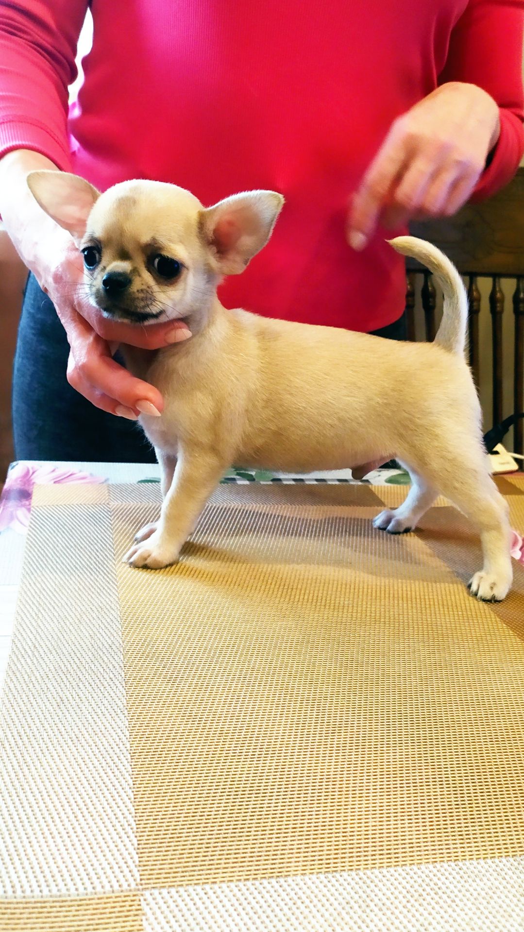мальчик чихуахуа в продаже