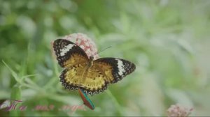 Ты моя леди.