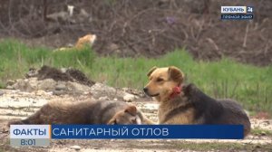 Жителей Краснодара предупредили о плановом отлове бездомных собак с 13 апреля