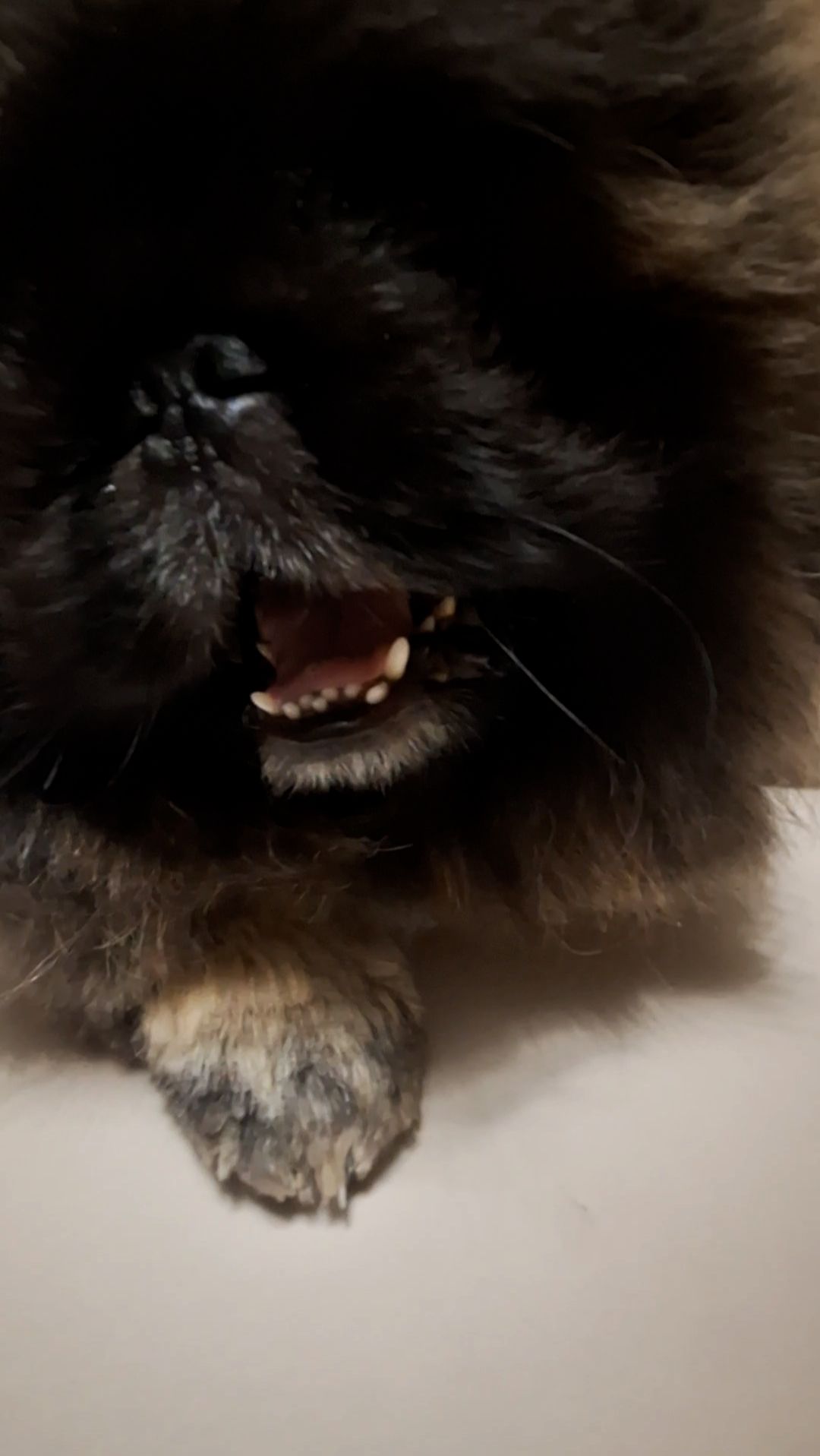 Пекинес Дендик балуется на столе