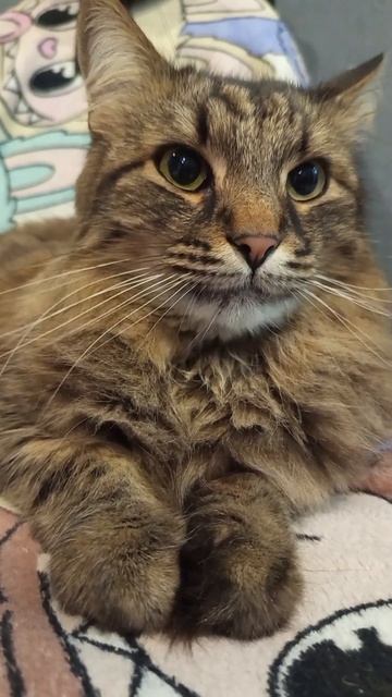 Тима #кот #котик #кошка #альфатима #милота #милотадня #няшныекоты #домашниепитомцы #домашниеживотные