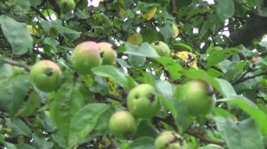 Чистая природа, чистое общение. Вологда,Осановская роща, 2017.