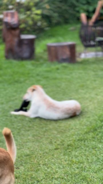 Тени индустрии: угасание надежд #экология #индустрия #производство