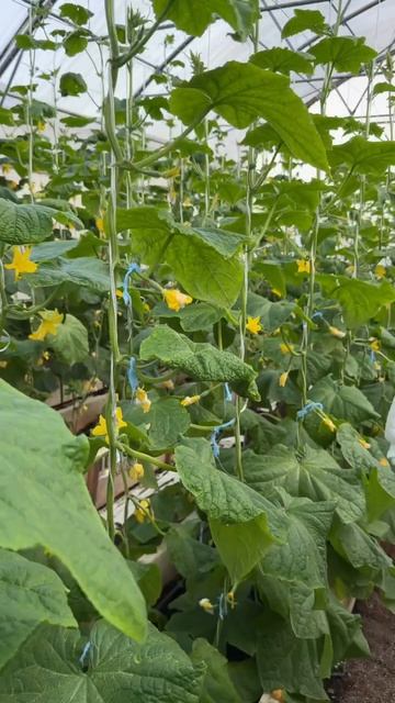 Гендер пати в селекционной теплице, как вам?