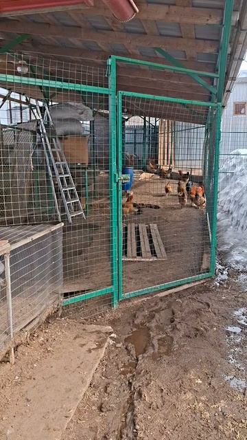 Куры на выгуле #куры #курымолодки #курица #петух #петухи #курятник #курятниксвоимируками #деревня