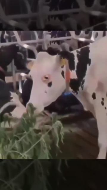 Неправильная трава