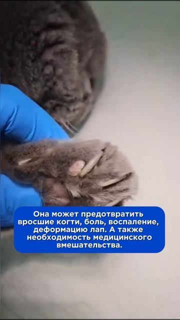 Стрижка когтей