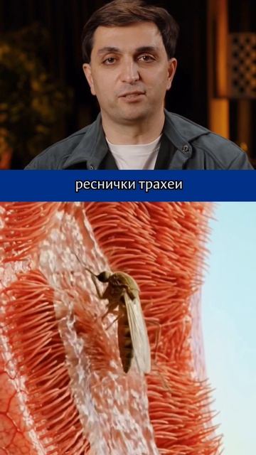Что произойдет, если случайно вдохнуть комара