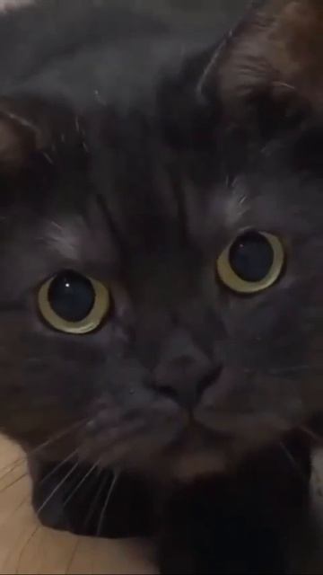 Клип @meowtaverse