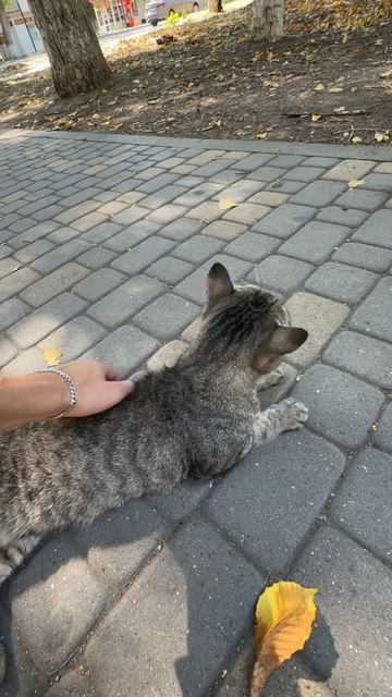 Китик загорает 🐈