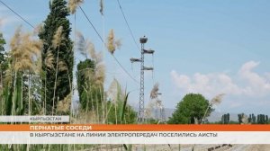 В Кыргызстане на линии электропередач поселились аисты