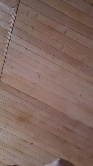 Я проснулась