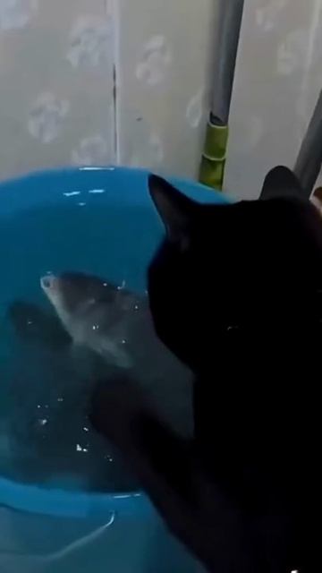 🦥 Пушистый рыбак: как наши котики ловят рыбу — и не только! 🐱🎣