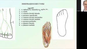 Чувствительная иннервация кожи стопы