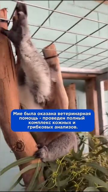 У коалы выпала шерсть на лапах