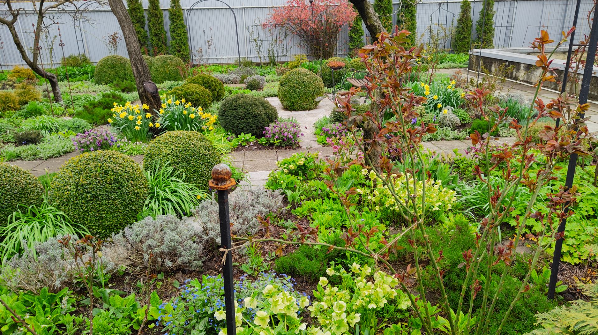 Листья на розах, как убрать семена морозника, распустились первые тюльпаны 12.04.2026 г. Пятигорск